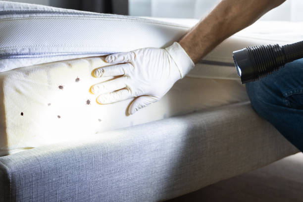 Trusted Laguna Hills, CA Pest Control Experts